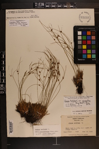 Juncus trifidus image