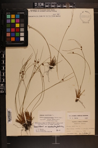 Juncus trifidus image