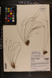 Juncus trifidus image