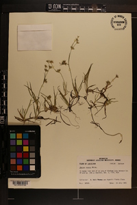 Juncus repens image