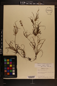 Juncus repens image