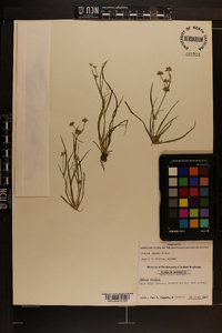 Juncus repens image