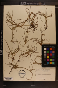 Juncus repens image