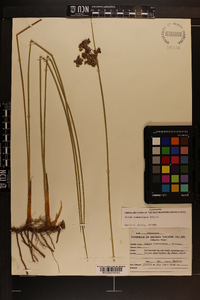 Juncus roemerianus image