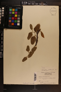 Smilax auriculata image