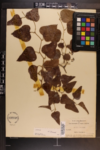 Smilax bona-nox image