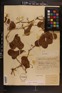 Smilax bona-nox image