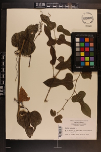 Smilax bona-nox image