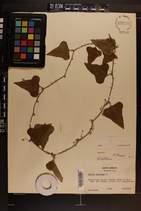 Smilax bona-nox image