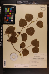 Smilax bona-nox image