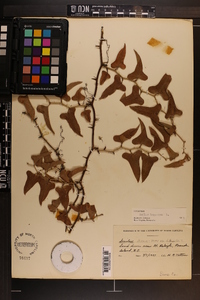 Smilax bona-nox image