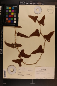 Smilax bona-nox image