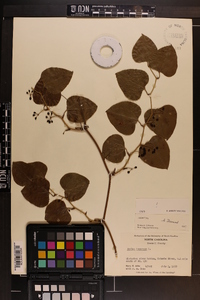 Smilax bona-nox image