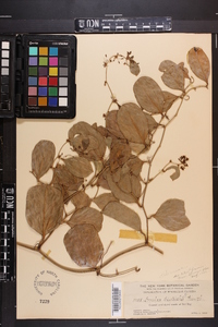 Smilax auriculata image