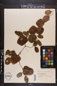 Smilax auriculata image