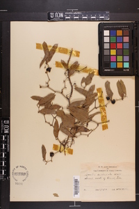 Smilax auriculata image