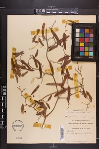 Smilax auriculata image