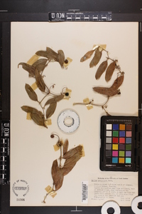 Smilax auriculata image