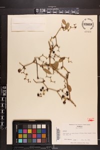 Smilax auriculata image