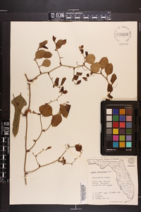 Smilax auriculata image