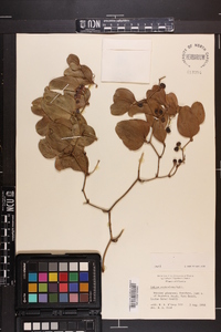Smilax auriculata image