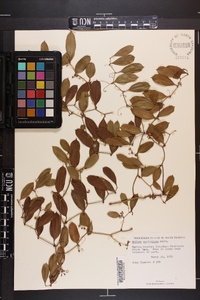 Smilax auriculata image