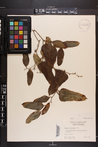 Smilax auriculata image