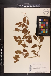 Smilax auriculata image