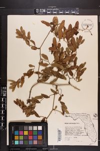 Smilax auriculata image