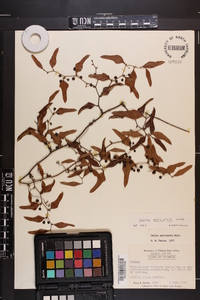 Smilax auriculata image