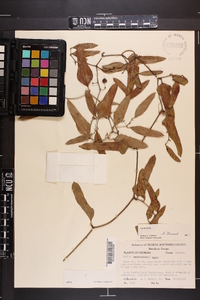 Smilax auriculata image