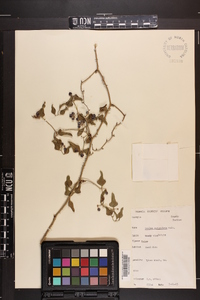 Smilax auriculata image