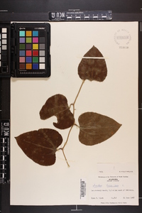 Smilax bona-nox image