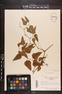 Smilax bona-nox image