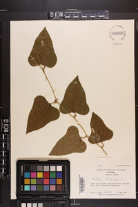 Smilax bona-nox image