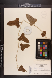 Smilax bona-nox image