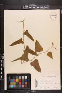 Smilax bona-nox image