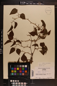 Smilax bona-nox image