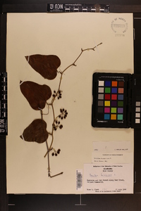 Smilax bona-nox image