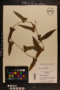 Smilax bona-nox image