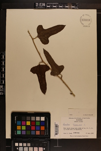 Smilax bona-nox image