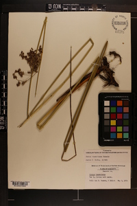 Juncus roemerianus image