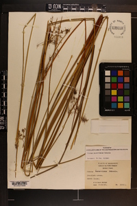 Juncus roemerianus image