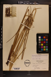 Juncus roemerianus image