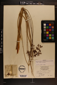 Juncus roemerianus image