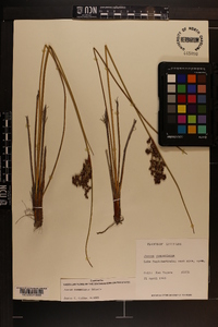 Juncus roemerianus image