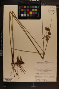 Juncus roemerianus image