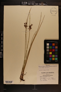 Juncus roemerianus image