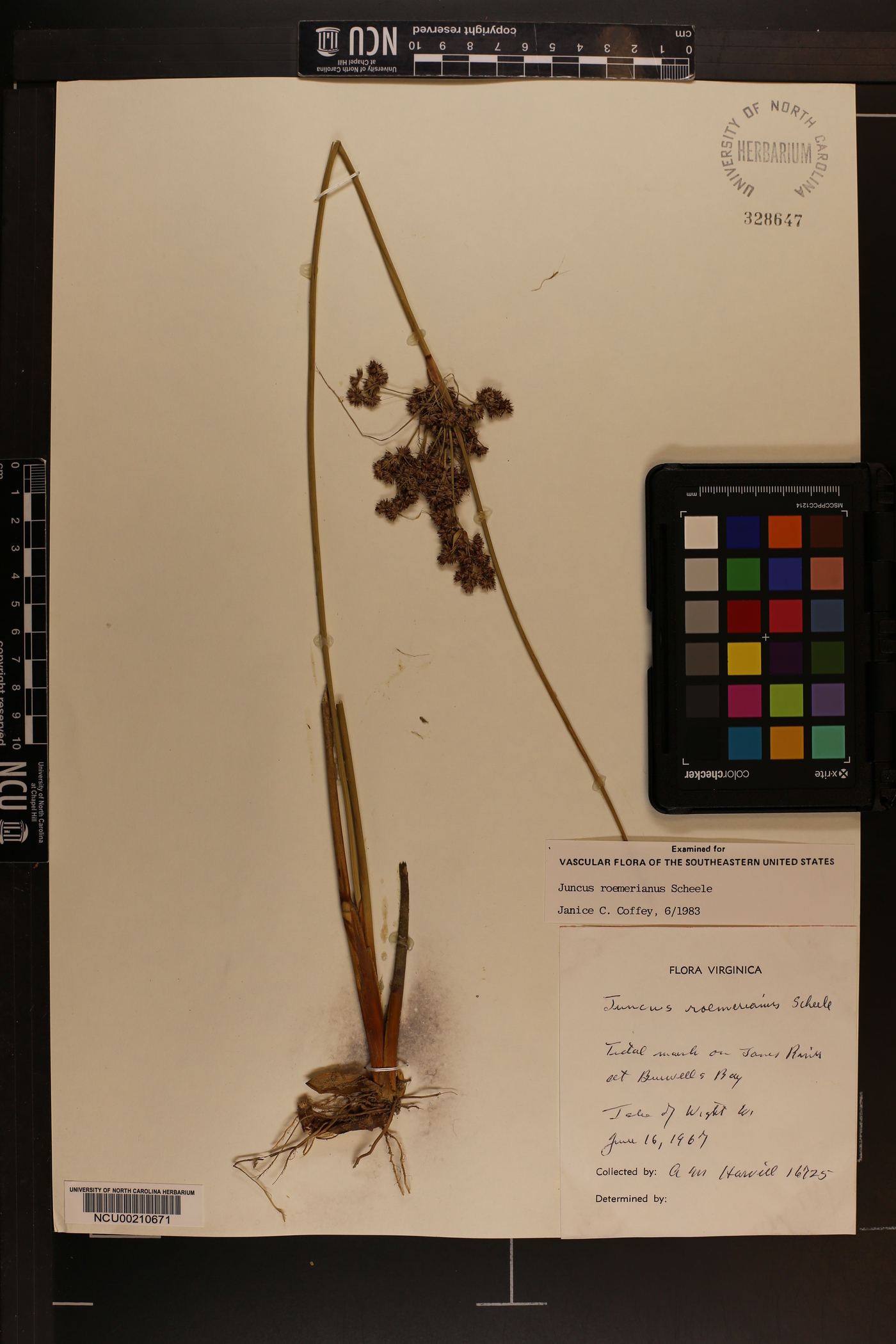 Juncus roemerianus image