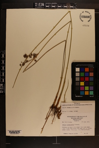 Juncus roemerianus image